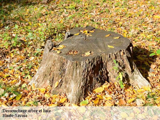 Dessouchage arbre et haie