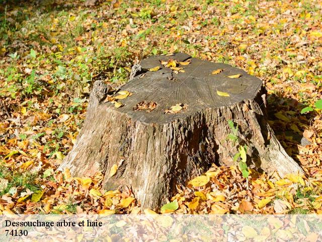Dessouchage arbre et haie